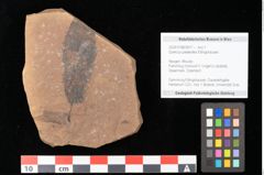 Foto (Objekt + Etikett) von Quercus palaeoilex Ettingshausen (NHMW-GEO-2024-0188-0917)